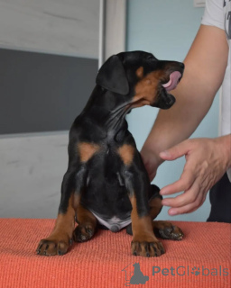Photo №2 de l'annonce № 163826 de la vente dobermann - acheter à Pologne éleveur