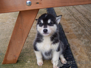 Photo №1. husky de sibérie - à vendre en ville de Bayerbach | négocié | Annonce №47602