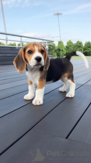Photo №1. beagle - à vendre en ville de Nyor | négocié | Annonce №168399