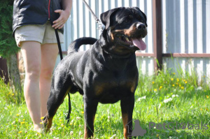 Photo №2 de l'annonce № 42474 de la vente rottweiler - acheter à Biélorussie de la fourrière