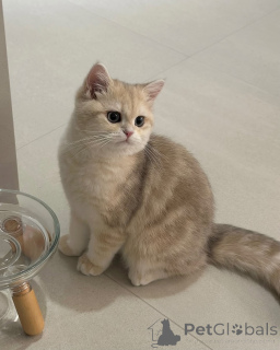 Photo №1. british shorthair - à vendre en ville de Ekenäs | négocié | Annonce № 157998