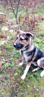 Photo №4. Je vais vendre chien bâtard en ville de Rivière moscou. annonce privée - prix - Gratuit