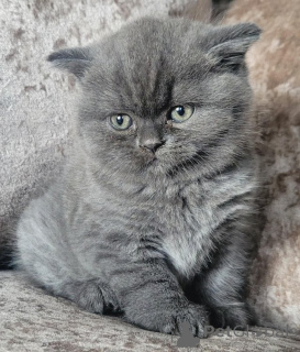 Photo №2 de l'annonce № 153885 de la vente british shorthair - acheter à Belgique annonce privée