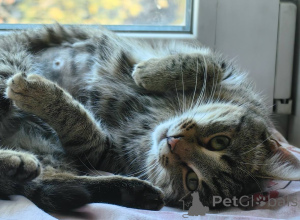 Photo №1.  - à vendre en ville de Khimki | Gratuit | Annonce № 156956