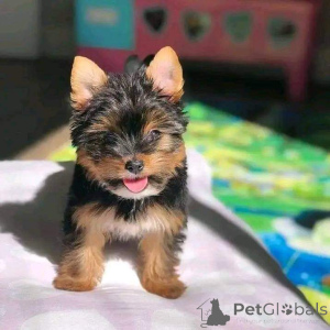 Photo №2 de l'annonce № 138993 de la vente yorkshire terrier - acheter à USA annonce privée, éleveur