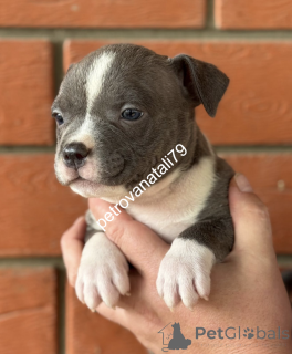 Photo №2 de l'annonce № 146123 de la vente american bully - acheter à Fédération de Russie éleveur