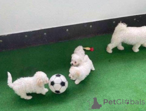 Photo №1. bichon à poil frisé - à vendre en ville de Berlin | négocié | Annonce №175155