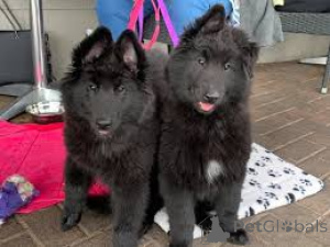 Photo №1. berger belge groenendael - à vendre en ville de Bruxelles | 1000€ | Annonce №162417