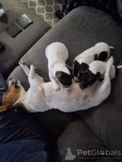 Photo №2 de l'annonce № 131274 de la vente jack russell terrier - acheter à Norvège annonce privée