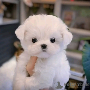 Photo №4. Je vais vendre bichon maltais en ville de Helsinki. annonce privée, éleveur - prix - 300€