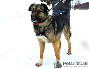 Photo №1. chien bâtard - à vendre en ville de Москва | Gratuit | Annonce №93110
