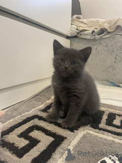 Photo №1. bleu russe - à vendre en ville de Berne | Gratuit | Annonce № 155202