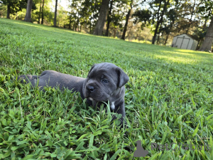 Photo №1. cane corso - à vendre en ville de Aalborg | 1€ | Annonce №173404