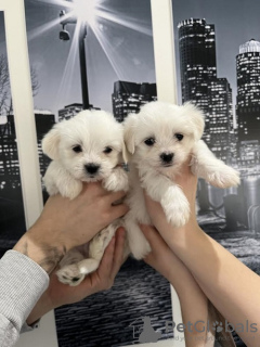 Photo №1. bichon maltais - à vendre en ville de Novi Bečej | 150€ | Annonce №91125