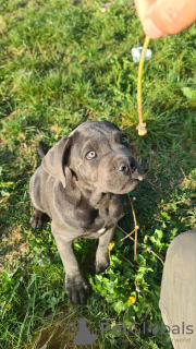 Photos supplémentaires: CANE CORSO beaux chiots