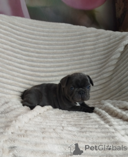 Photo №3. Beau bébé bouledogue français.. Biélorussie