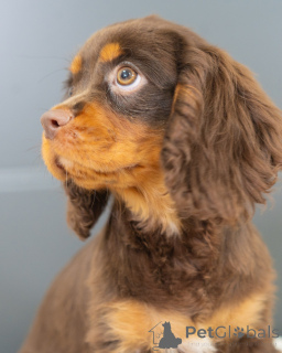 Photo №4. Je vais vendre cavalier king charles spaniel en ville de Augustdorf. annonce privée - prix - négocié