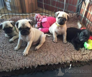 Photo №1. puggle - à vendre en ville de Stockholm | négocié | Annonce №96369