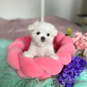 Photo №1. bichon maltais - à vendre en ville de Lyon | 351€ | Annonce №107566