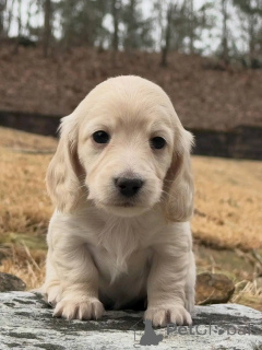 Photo №4. Je vais vendre teckel en ville de Varsovie. éleveur - prix - négocié