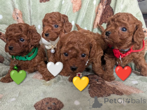 Photo №1. caniche (jouet) - à vendre en ville de Joutsa | négocié | Annonce №169166