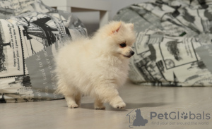 Photo №4. Je vais vendre spitz nain en ville de Varsovie. annonce privée - prix - 900€