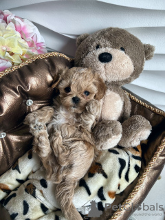 Photo №3. élite mini maltipu f1. Biélorussie