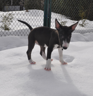 Photo №3. Chiots Bull Terrier miniatures. Biélorussie