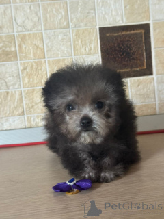 Photo №4. Je vais vendre caniche (nain) en ville de Krasnodar. annonce privée - prix - 2479€