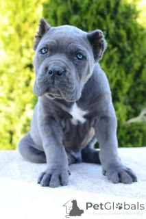 Photo №4. Je vais vendre cane corso en ville de Obrénovac.  - prix - négocié