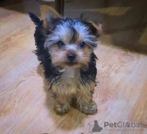 Photo №2 de l'annonce № 97089 de la vente yorkshire terrier - acheter à Georgia annonce privée