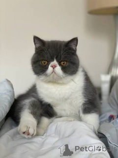 Photo №2 de l'annonce № 172705 de la vente exotic shorthair - acheter à Belgique annonce privée, éleveur