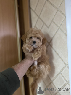Photo №3. Mini Maltipoo. Ukraine