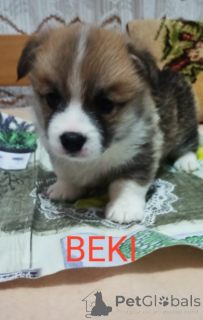 Photo №1. welsh corgi - à vendre en ville de Belgrade | négocié | Annonce №141396