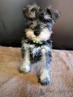 Photo №2 de l'annonce № 165429 de la vente schnauzer miniature - acheter à L'Autriche annonce privée, éleveur