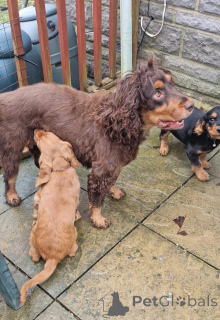 Photo №1. chien bâtard - à vendre en ville de Courcelles | Gratuit | Annonce №176160