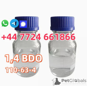 Photo №2 de l'annonce № 142167 de la vente bobtail américain à longs poils - acheter à USA annonce privée