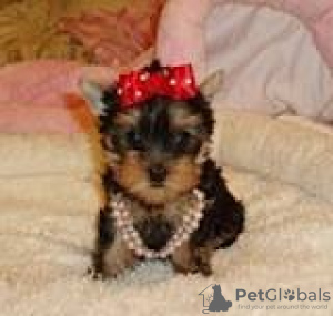 Photo №1. yorkshire terrier - à vendre en ville de Regensburg | Gratuit | Annonce №96222