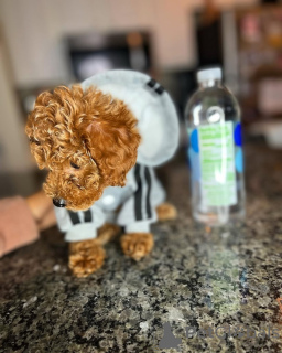 Photo №3. Félicitations les gars. La finlande