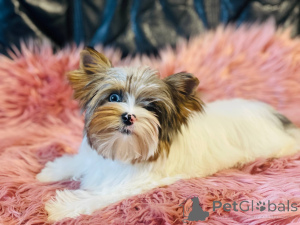Photo №2 de l'annonce № 141307 de la vente yorkshire terrier - acheter à Pologne éleveur