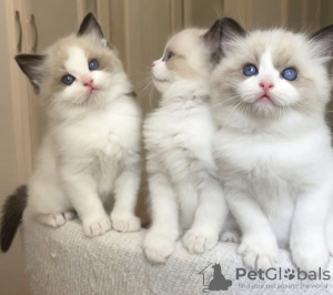 Photo №1. ragdoll - à vendre en ville de New york | 237€ | Annonce № 104313