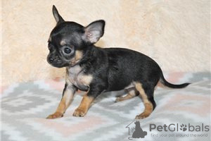 Photo №3. Adorables chiots Chihuahua en adoption gratuite. Allemagne