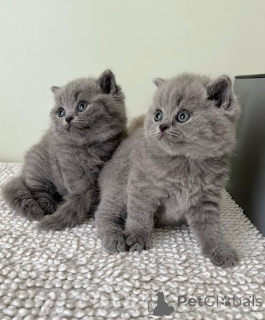 Photo №2 de l'annonce № 139091 de la vente british shorthair - acheter à Allemagne éleveur