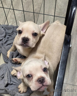 Photo №1. bouledogue - à vendre en ville de Sydney | 400€ | Annonce №171522