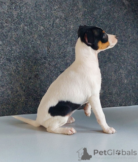 Photo №2 de l'annonce № 137183 de la vente toy fox terrier - acheter à Pologne éleveur