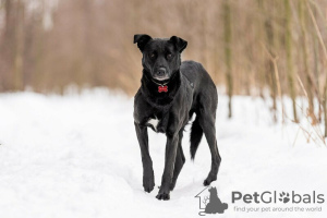 Photos supplémentaires: Le bon chien Drake est entre de bonnes mains.