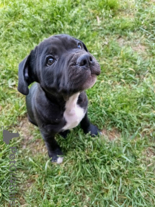 Photo №1. staffordshire bull terrier - à vendre en ville de Genève | négocié | Annonce №139925
