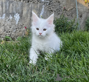 Photo №2 de l'annonce № 155983 de la vente maine coon - acheter à Fédération de Russie de la fourrière