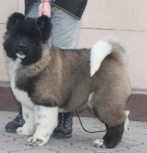 Photo №4. Je vais vendre akita américain en ville de Bichkek. de la fourrière, éleveur - prix - 463€