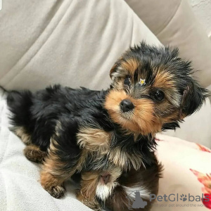 Photo №3. Yorkshire Terrier. Allemagne